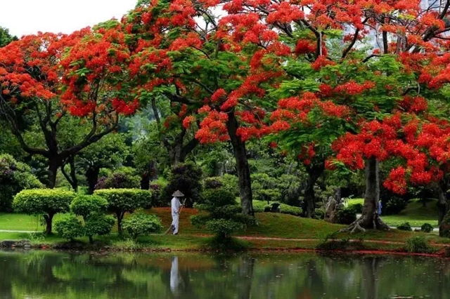 凤凰花海惊艳亮相深圳,一起感受五月的明媚与绚丽!